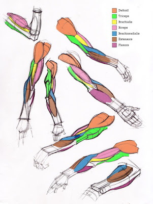 figuredrawing.info news: Additional Arm Diagrams 5/13