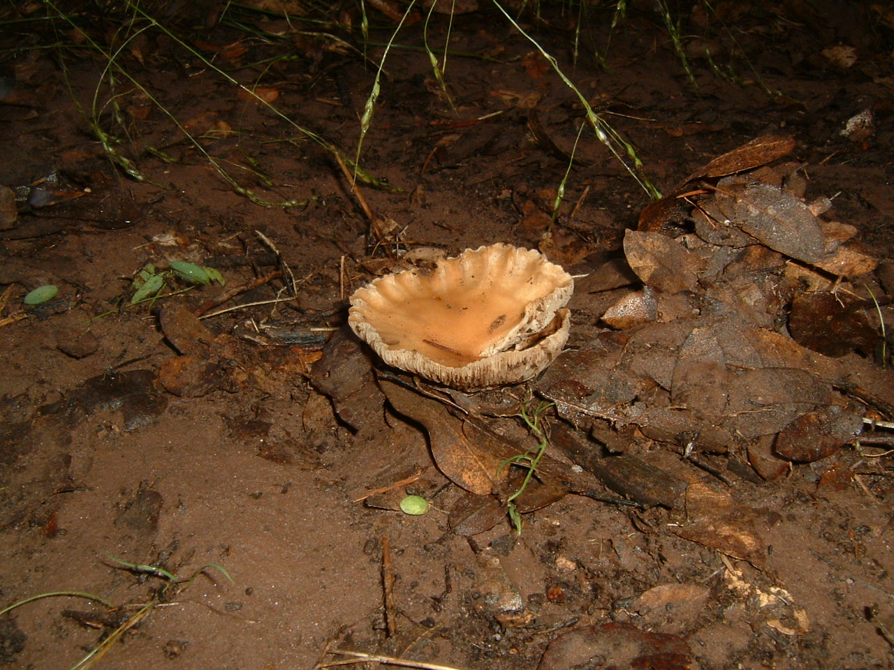 [DSCF0001.JPG]