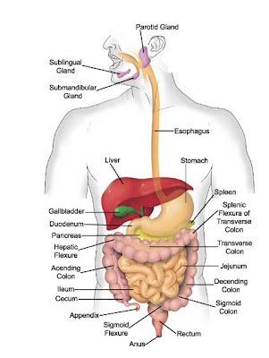 human digestive system diagram for kids. the digestive system diagram