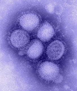 Close up of the H1N1 virus