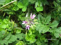 Καλόγερος-Erodium cicutarium