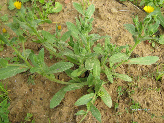 Καλέντουλα-Calendula officinalis