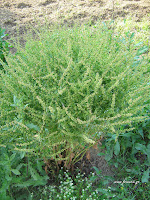 Λάπαθο-Rumex sp.