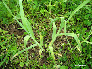 Σκόρδο άγριο-Allium sativum