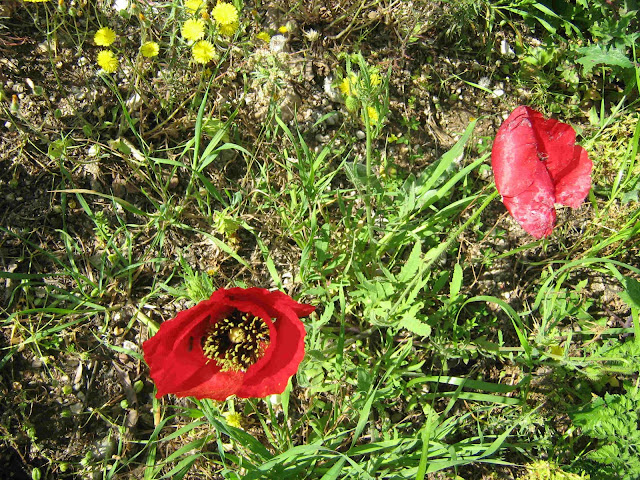 Παπαρούνα-Papaver rhoeas