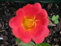 Αντράκλα-Portulaca Oleracia