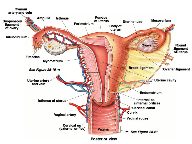 Pakar sistem pembiakan wanita dipanggil