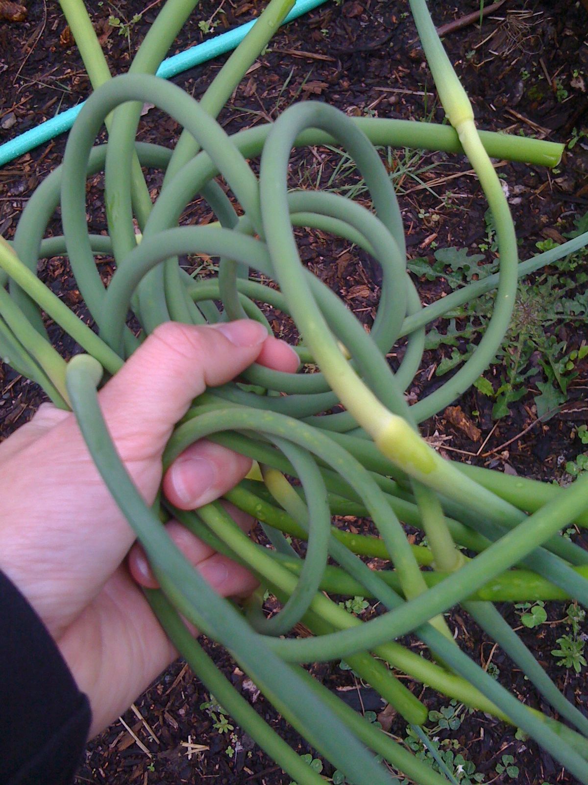 My Way Around the Kitchen Garlic tops and other spring bounty