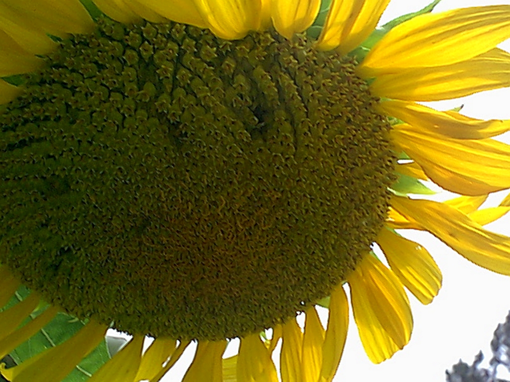 [huge+sunflower+closer.jpg]