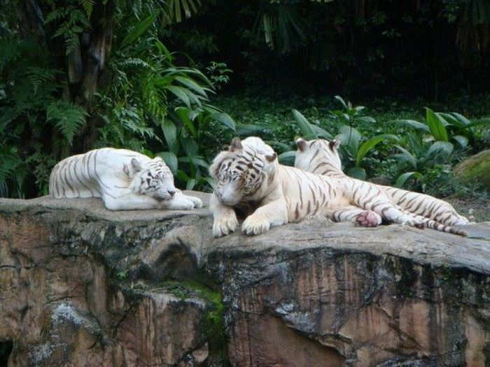 The Cutest Albino Animals