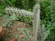 cactus- the survivor among plants, always tenacious, always an inspiration