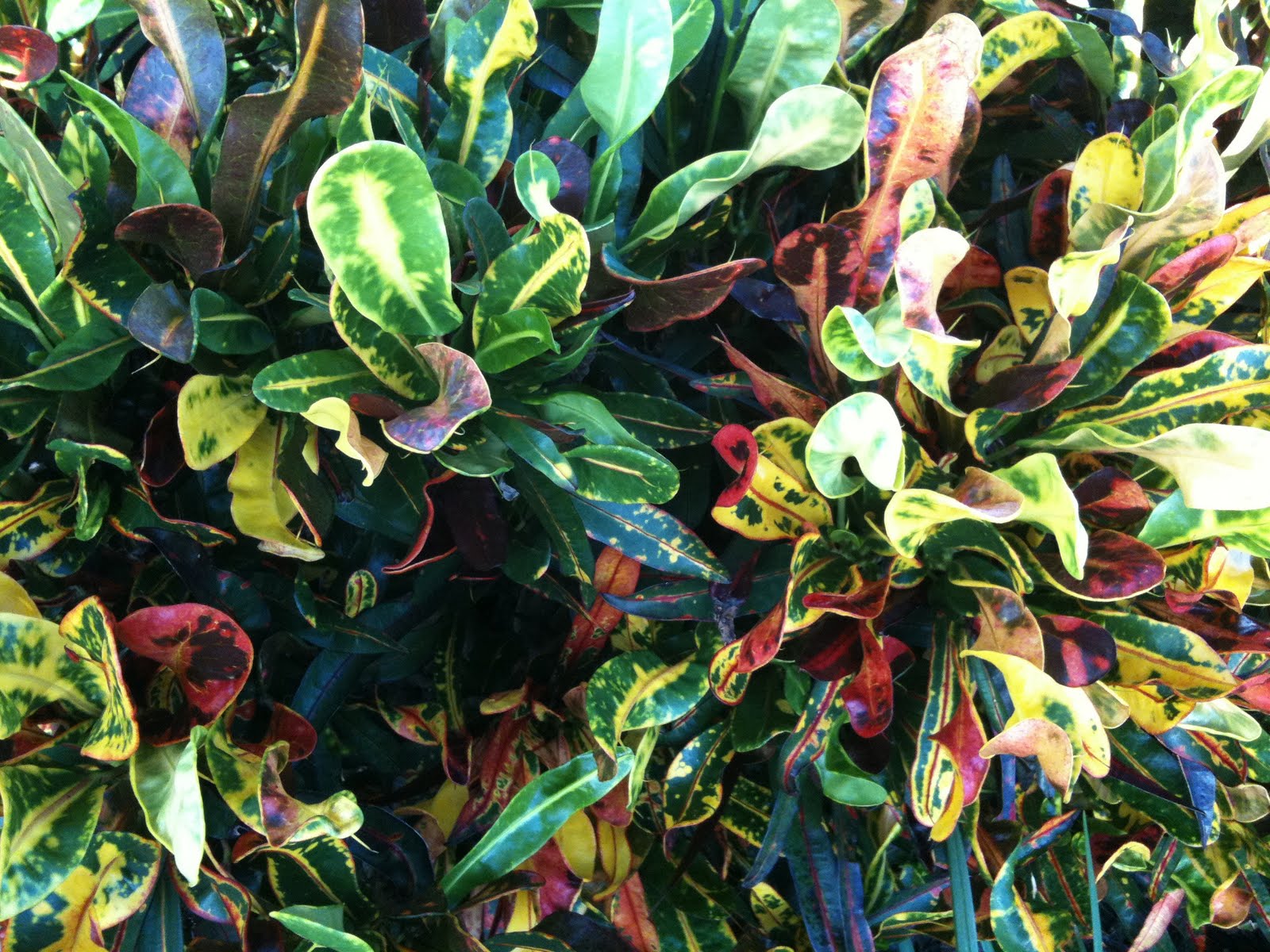 Plant Smart Top 20 Shrub Choices in Florida