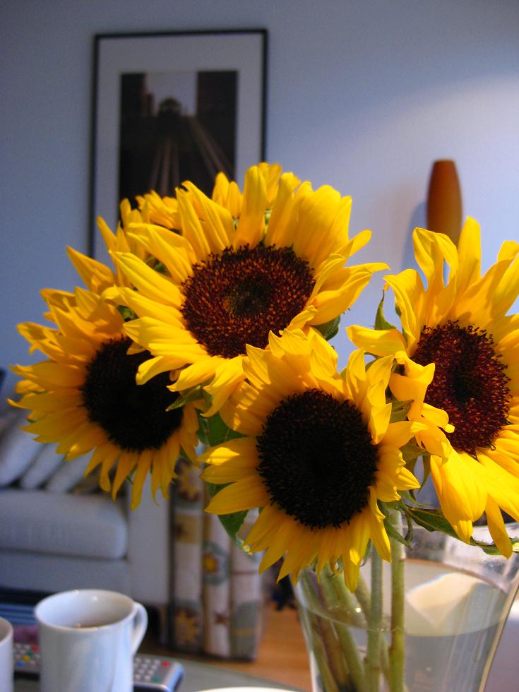 [sunflowers2.jpg]