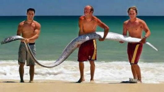 biggest fish planet biggest fish planet