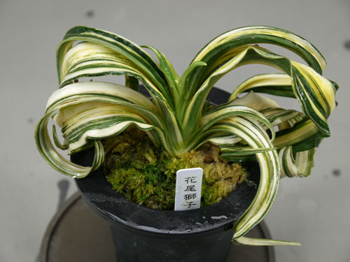 リアル 新芽展開中 獅子葉万年青 花尾獅子 植物/観葉植物 - education