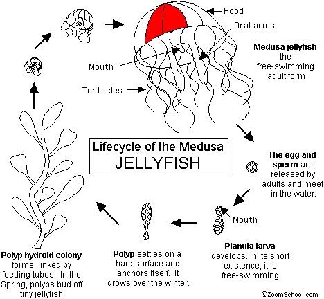 JELLYFISH IN THE OCEAN: WHAT IS JELLYFISH ALL ABOUT?