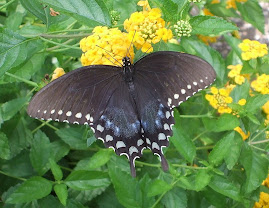 I photographed this butterfly in May, 2009