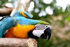 paraba barba azul, se denomina esta especie de papagayo exclusiva de Bolivia