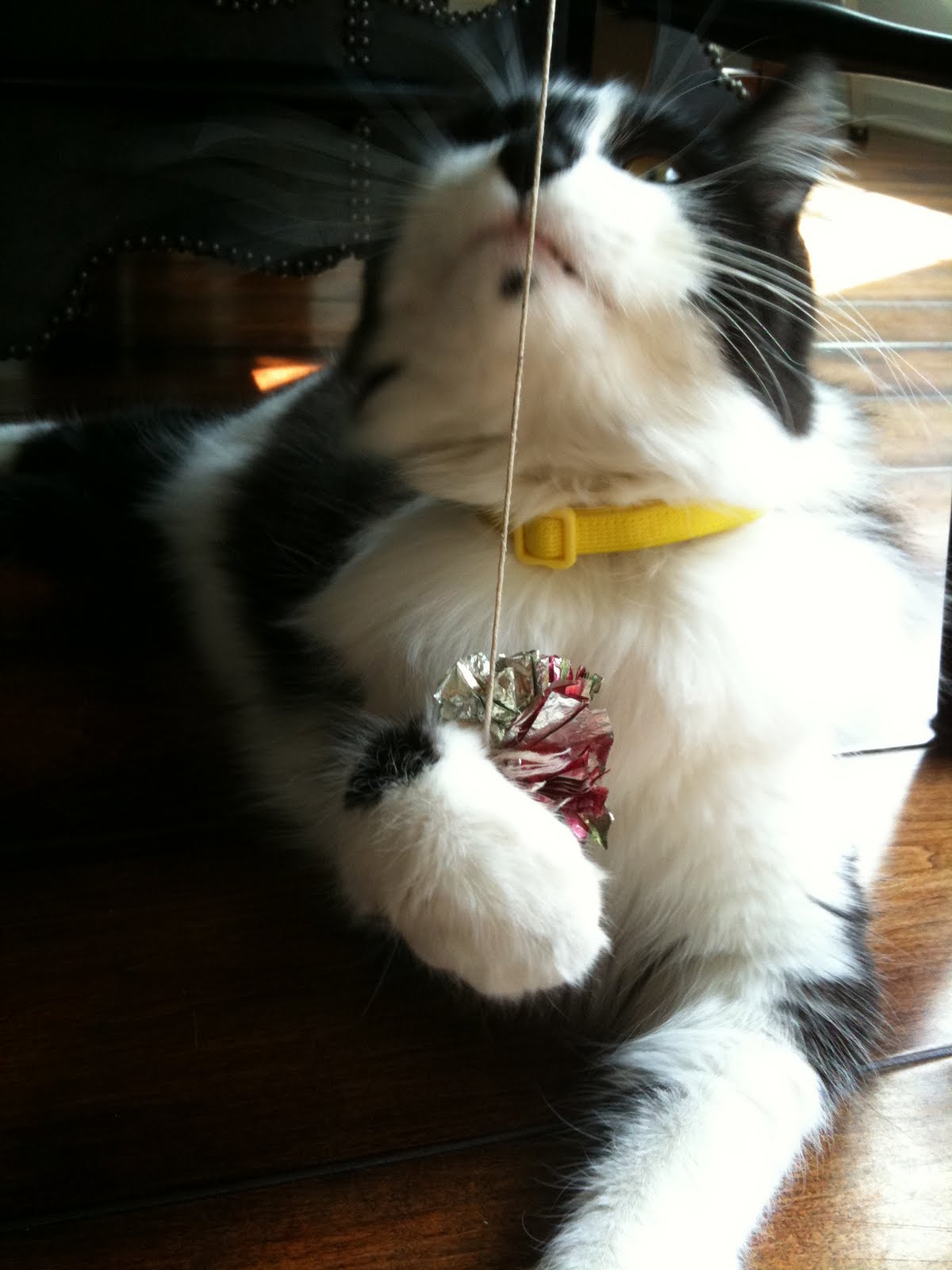 Harvey Kitty Face Foil Ball Cat