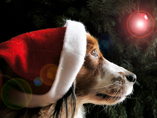 Animal Lovers Christmas Wallpaper