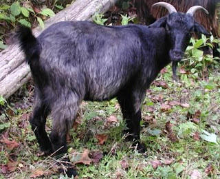 goats cashmere intro