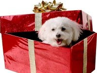 Mascotas regalo