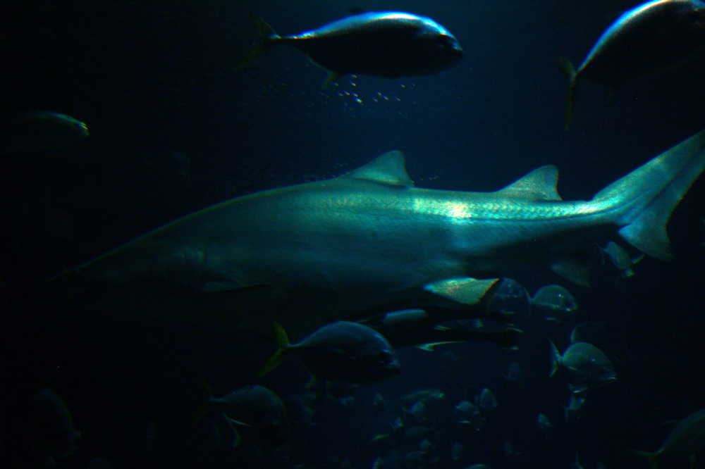 [tiburon.jpg]