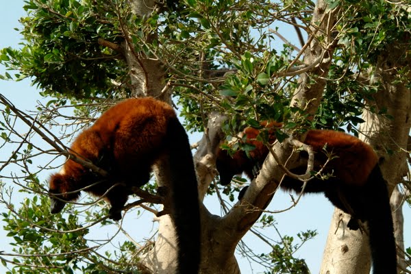 [Monos+madag.jpg]
