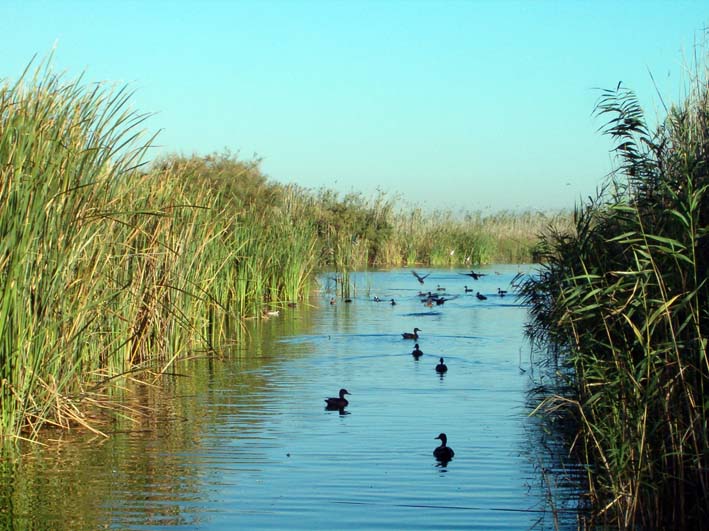 [L'Albufera_(C.P.)_20050919_002.jpg]