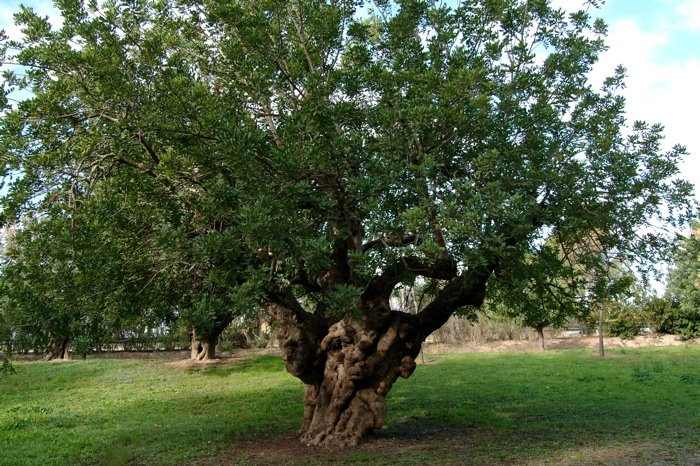 [Liria+Alcornoque.jpg]