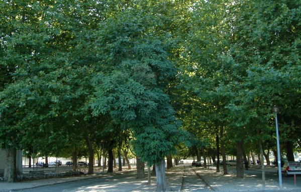 [a+maiato+feira.jpg]