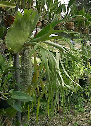 Platycerium veitchii