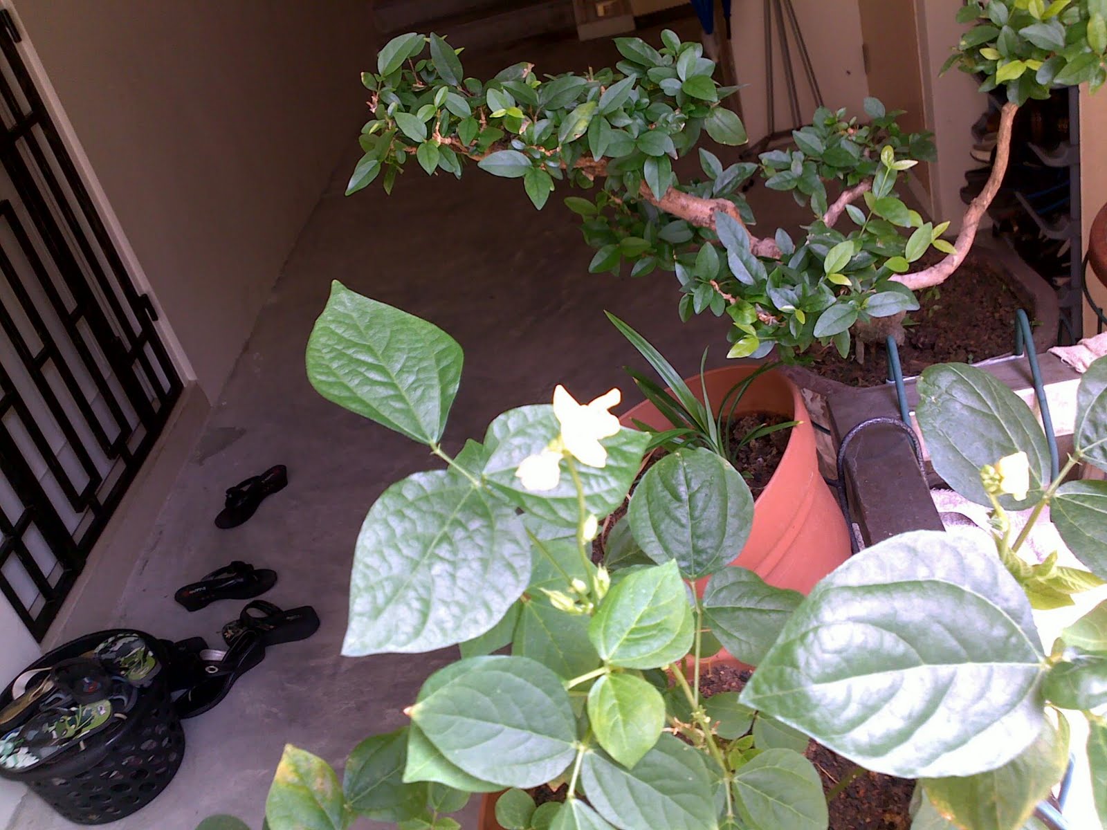 Lena's Diary Red Bean Plant