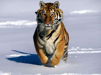 tiger snow