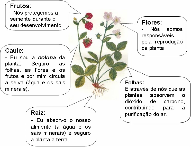 Aprendizes de Palmo e Meio: Os seres vivos: as plantas