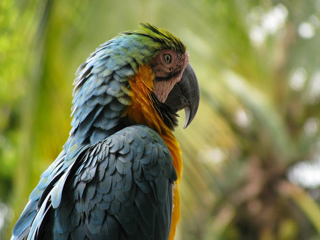 Guacamayas de Caucasia