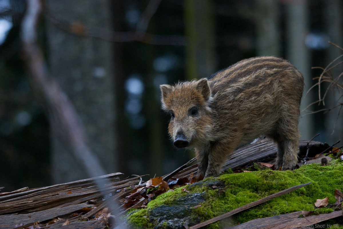[Bayerischer-061209_03.jpg]