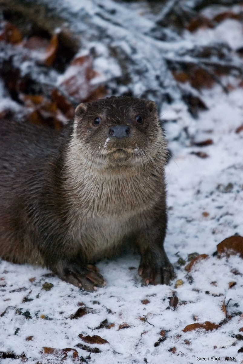 [Bayerischer-Wald-051209_06.jpg]
