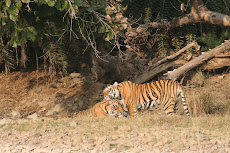 Tigress and cub, Ranthambhore, Jan '09