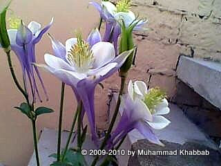 aquilegia columbine granny bonnet