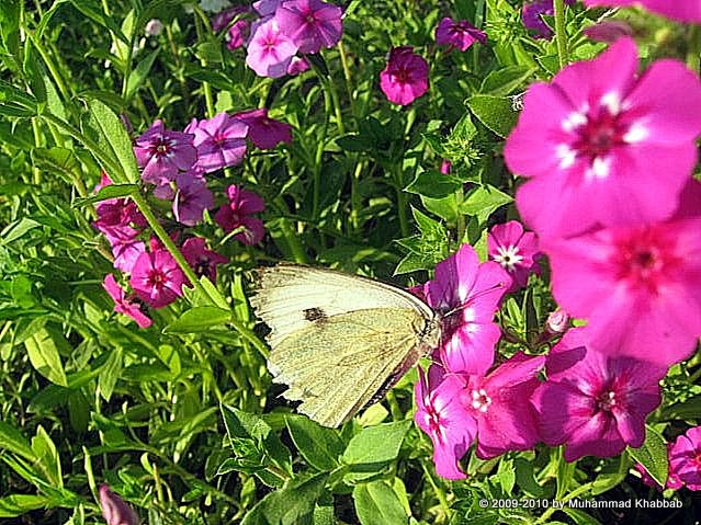 butterfly on dianthus flower
