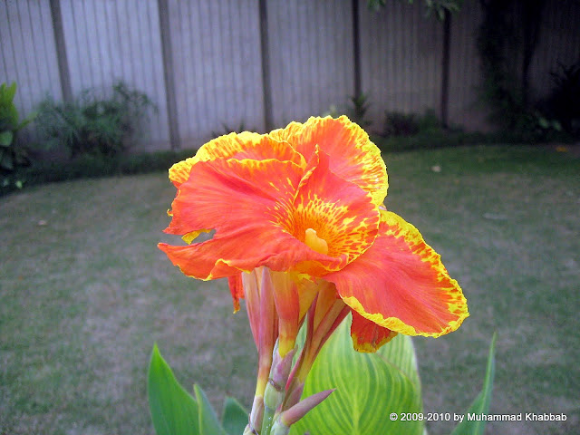 canna indica lily indian shot