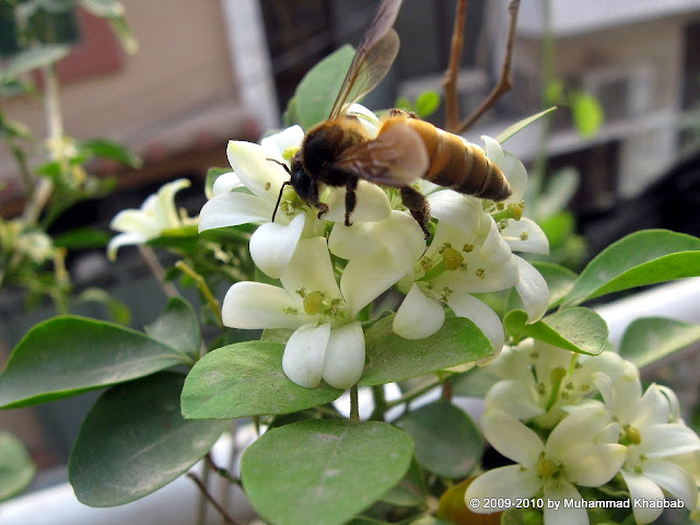 bee on murraya flower