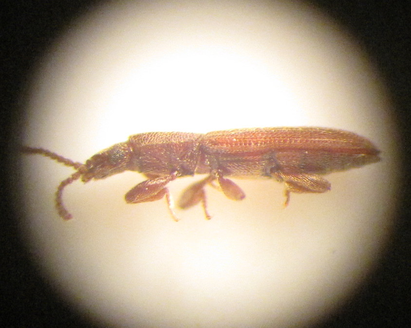 Bug Eric Merchant Grain Beetle