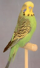 BUDGIE GRED A