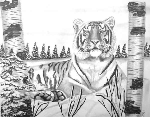 Siberian (Amur) Tiger: Siberian tiger art drawings