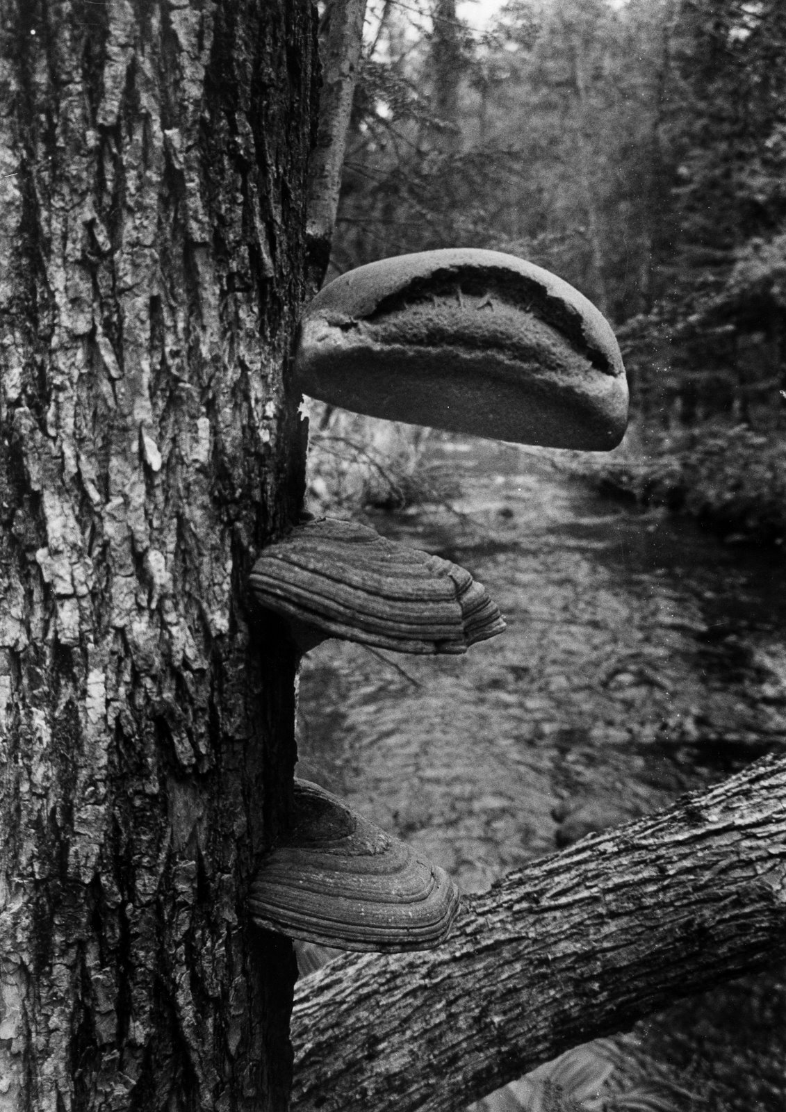 [bread+and+fungi+BIT034.jpg]