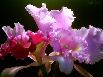 [_br-flor.jpg]