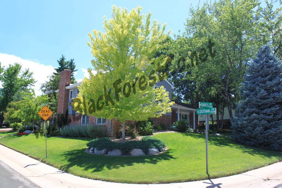 Black Forest Landscape Design Studio: Dog Friendly Yard