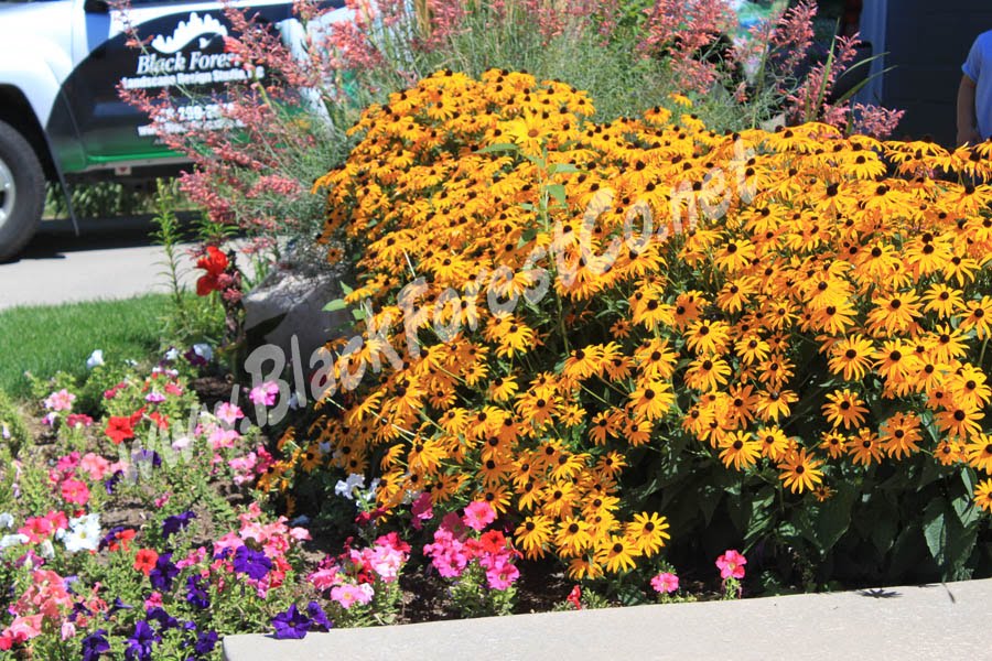 Denver Landscape Plants